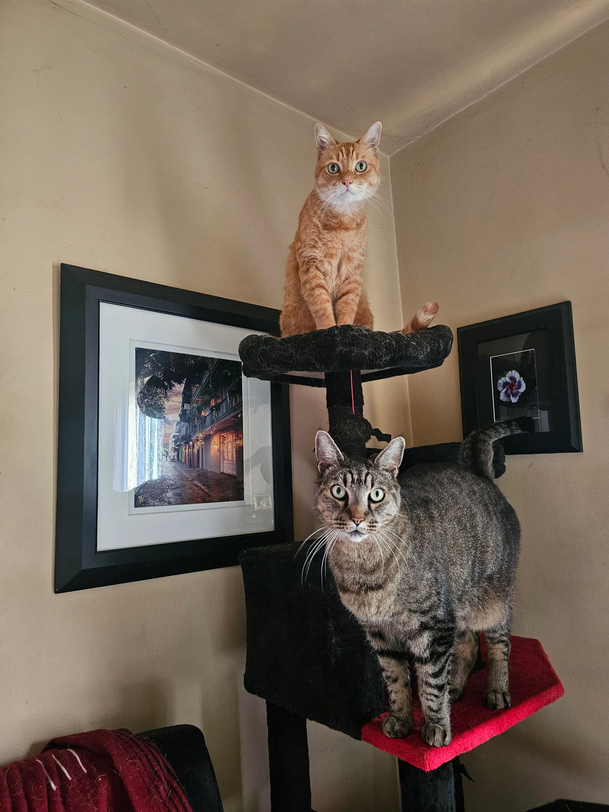 Animal Communication