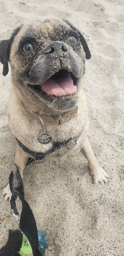 Animal Communication